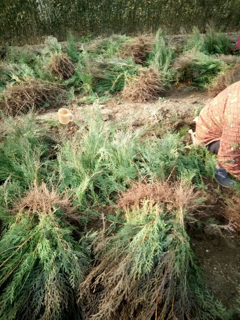 当年种植侧柏苗4cm以下，基地直供，量大量大