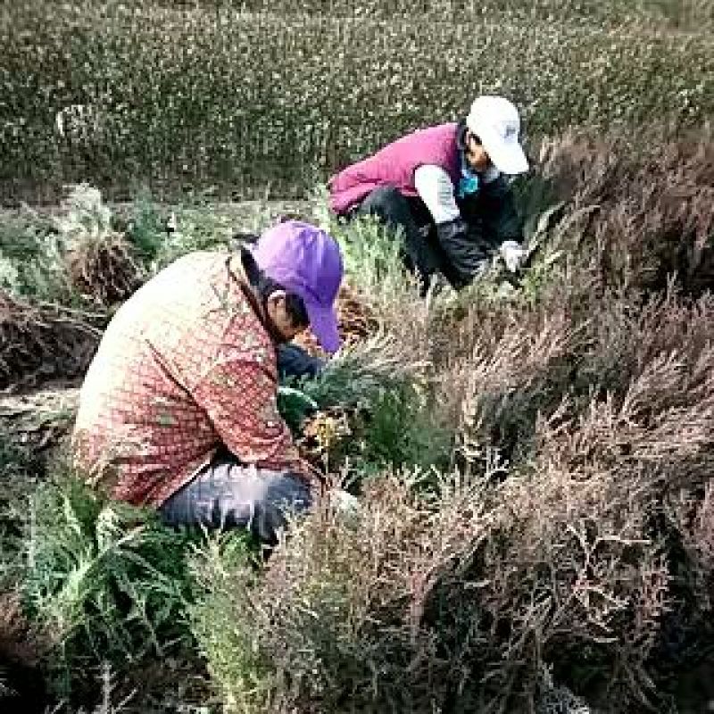 当年种植侧柏苗4cm以下，基地直供，量大量大