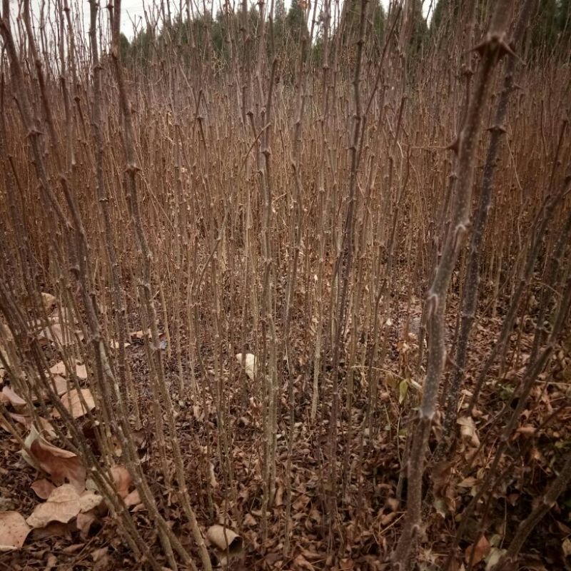 泰山大红袍花椒苗，1年苗，成活率高，规格齐全，价格优惠