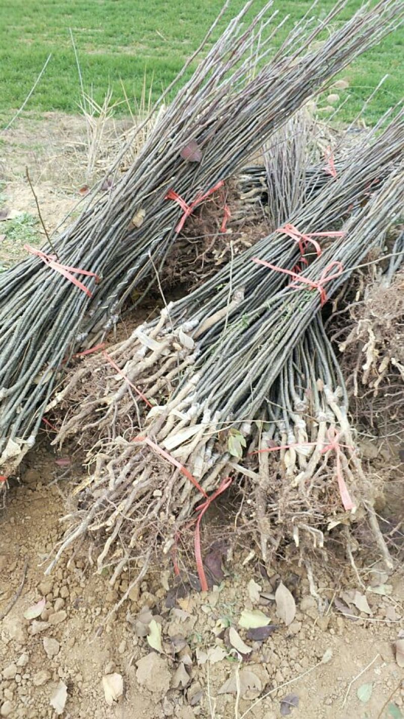 玉露香花根梨树苗品种好果子口感好吃没有渣