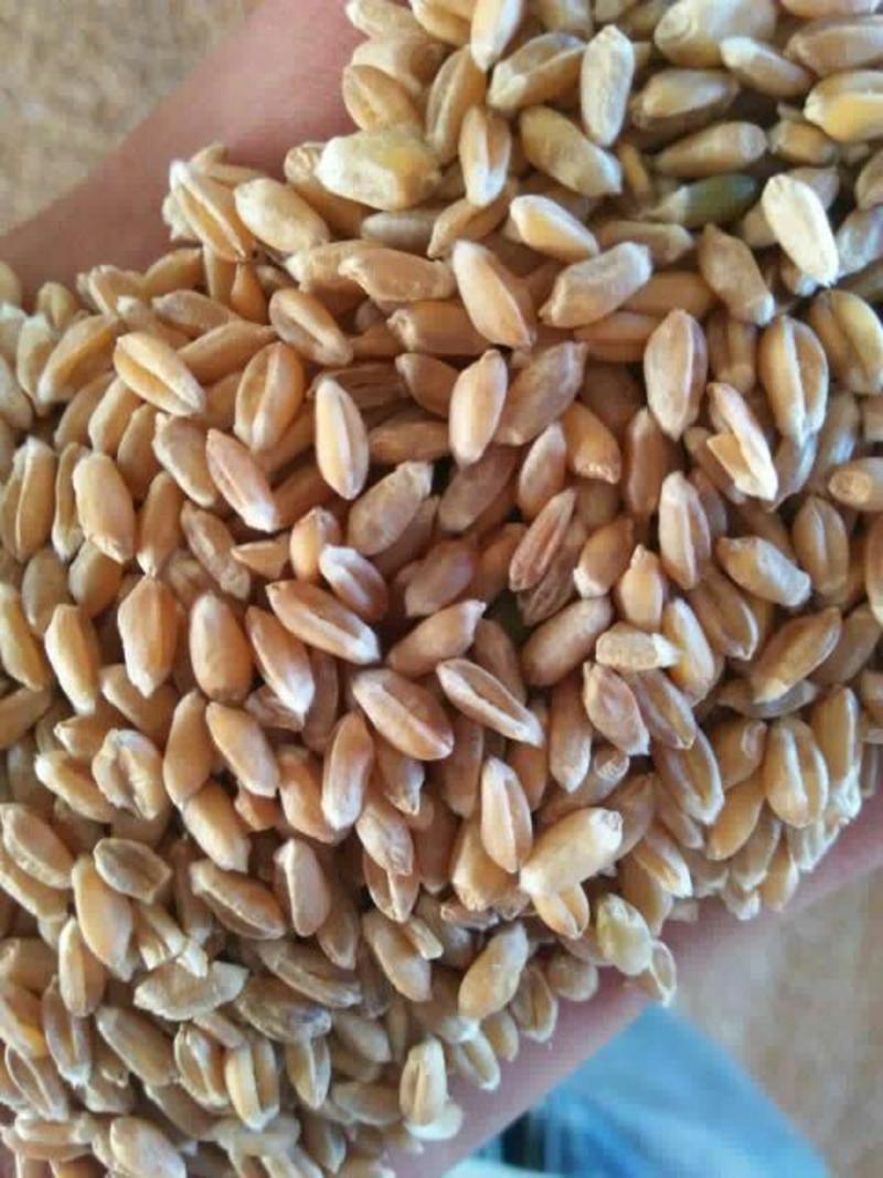 出售内蒙古呼伦贝尔小麦，红小麦，白麦，，，，，，，，，，