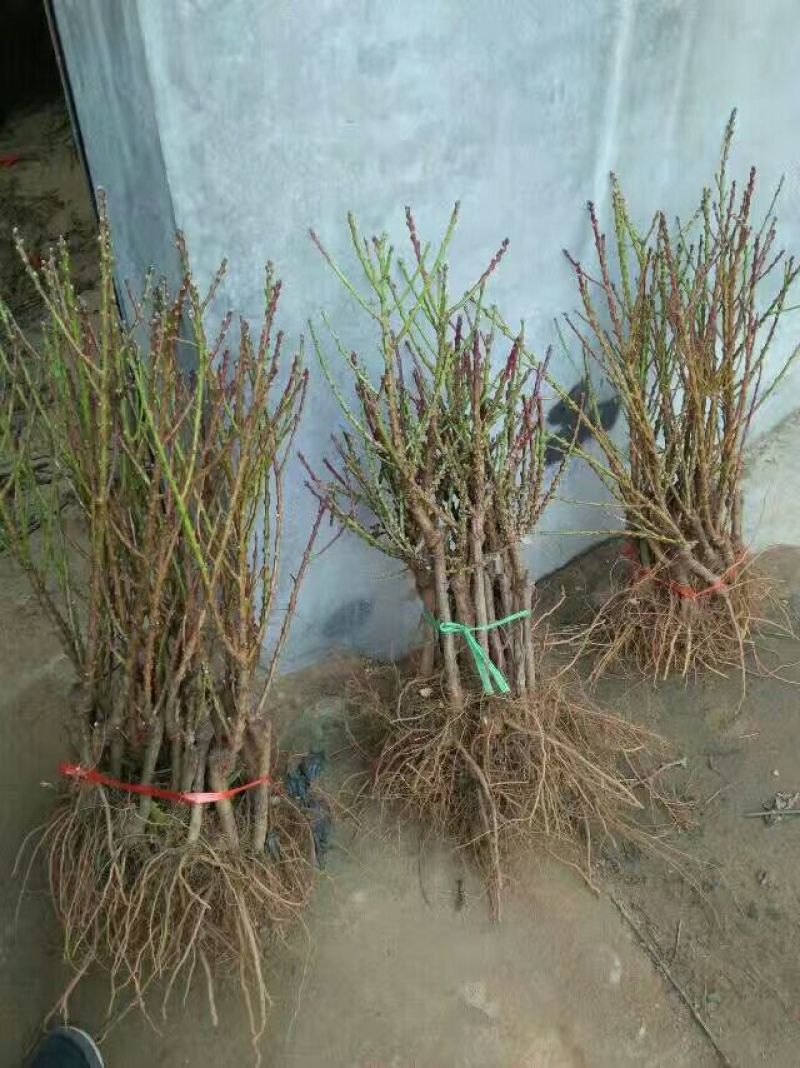 山东精品桃树寿桃盆景规格齐全观赏桃树