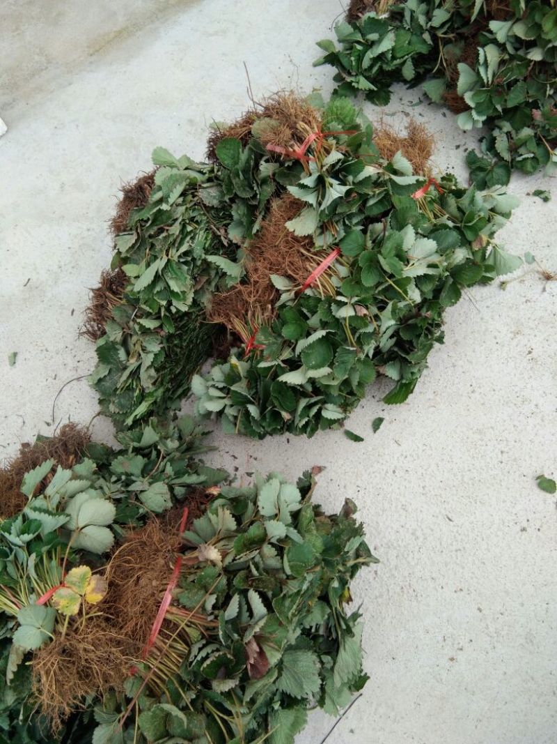 【热卖#】甜查理草莓苗草莓苗草莓苗打冷有休眠期的草莓苗