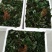 【热卖#】甜查理草莓苗草莓苗草莓苗打冷有休眠期的草莓苗