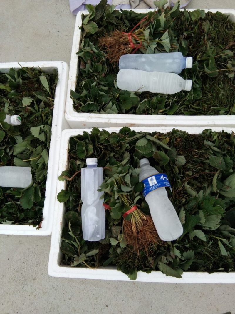 【热卖#】甜查理草莓苗草莓苗草莓苗打冷有休眠期的草莓苗