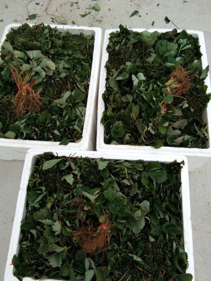 【品种】京藏香草莓苗大棚栽植的品种草莓苗草莓苗露天草莓苗