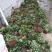 【品种】京藏香草莓苗大棚栽植的品种草莓苗草莓苗露天草莓苗