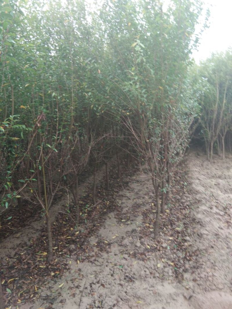 石榴树苗，3公分石榴树，山东石榴树苗基地，泰山红石榴苗
