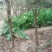 石榴树苗，3公分石榴树，山东石榴树苗基地，泰山红石榴苗