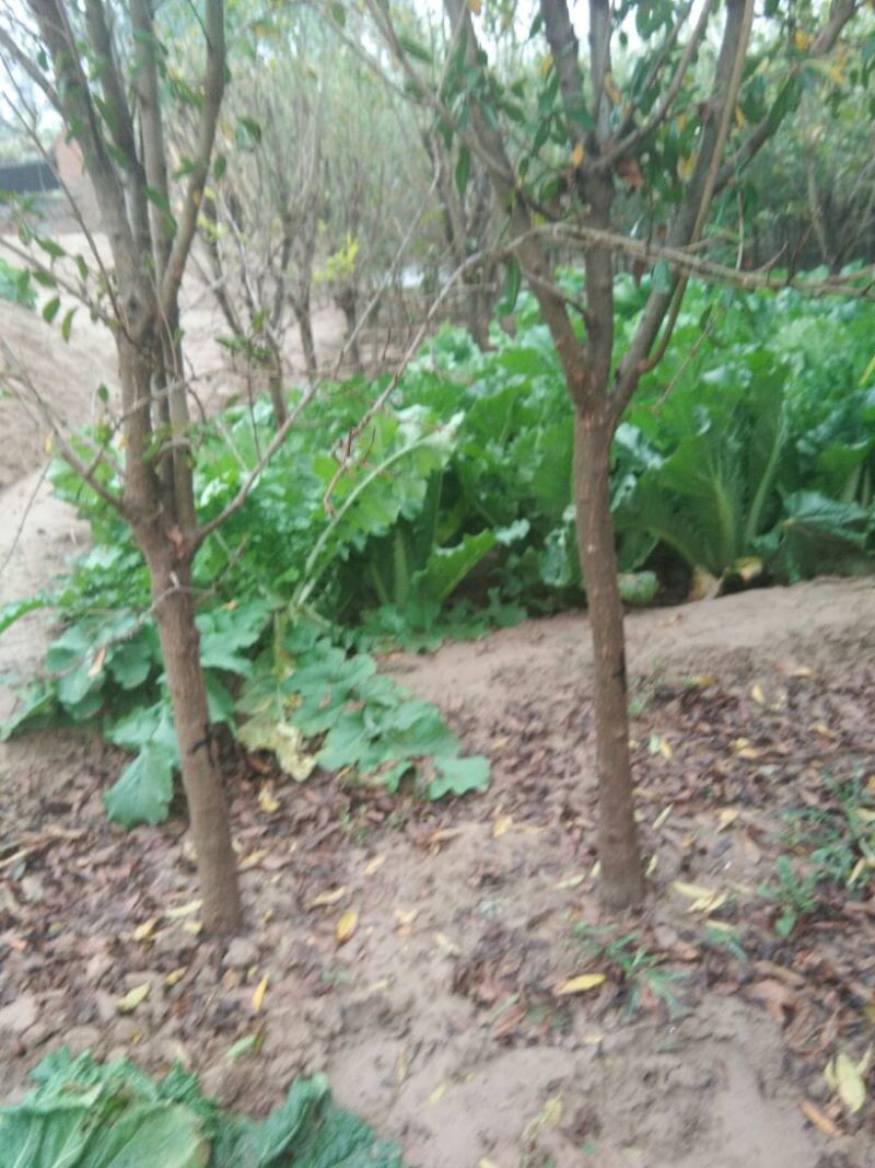 石榴树苗，3公分石榴树，山东石榴树苗基地，泰山红石榴苗
