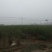 石榴树苗，3公分石榴树，山东石榴树苗基地，泰山红石榴苗