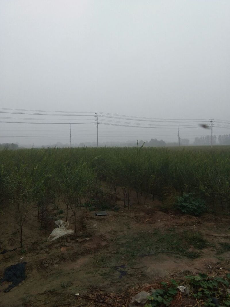 石榴树苗，3公分石榴树，山东石榴树苗基地，泰山红石榴苗