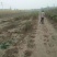 石榴树苗，3公分石榴树，山东石榴树苗基地，泰山红石榴苗