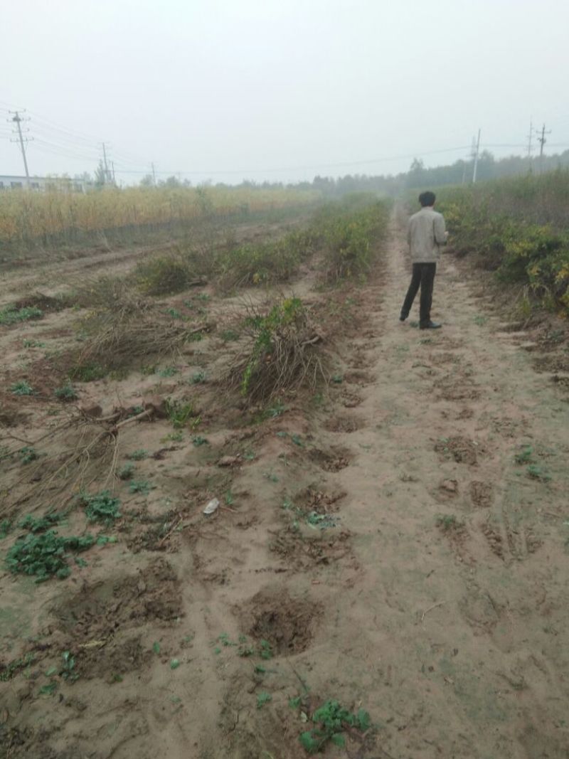 石榴树苗，3公分石榴树，山东石榴树苗基地，泰山红石榴苗