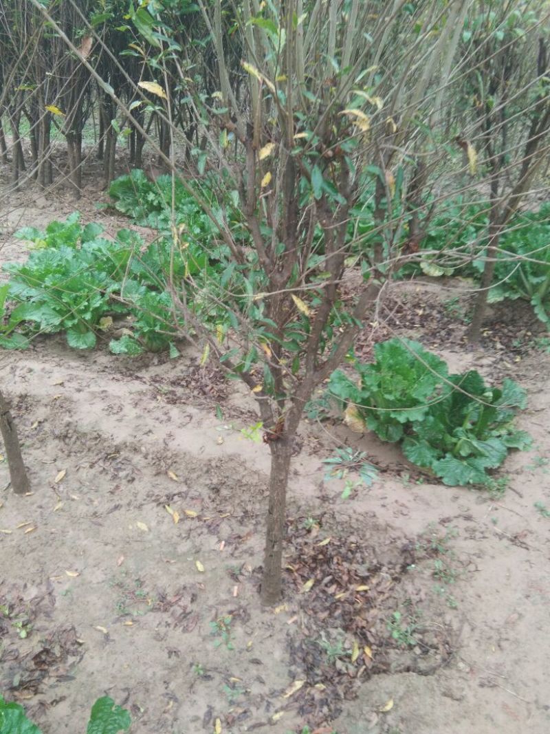 石榴树苗，3公分石榴树，山东石榴树苗基地，泰山红石榴苗