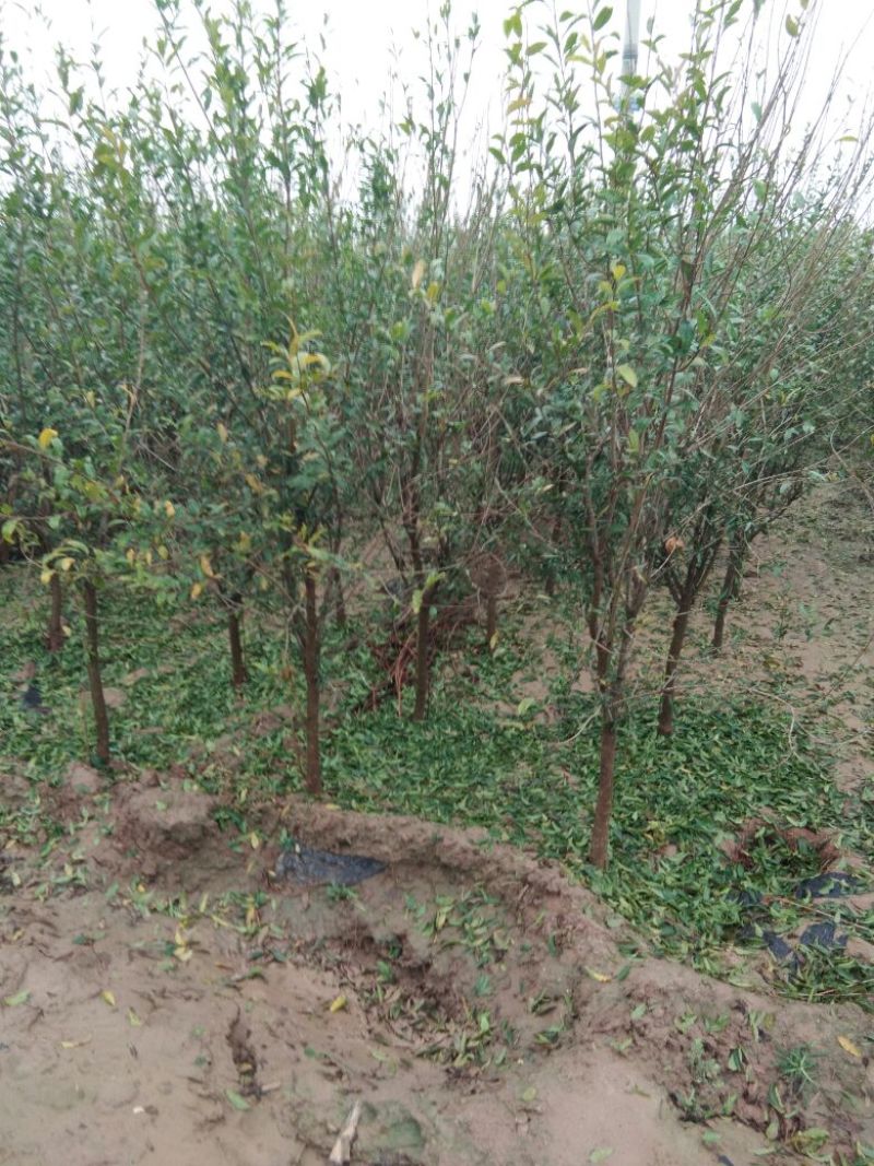 石榴树苗，3公分石榴树，山东石榴树苗基地，泰山红石榴苗
