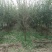 石榴树苗，3公分石榴树，山东石榴树苗基地，泰山红石榴苗