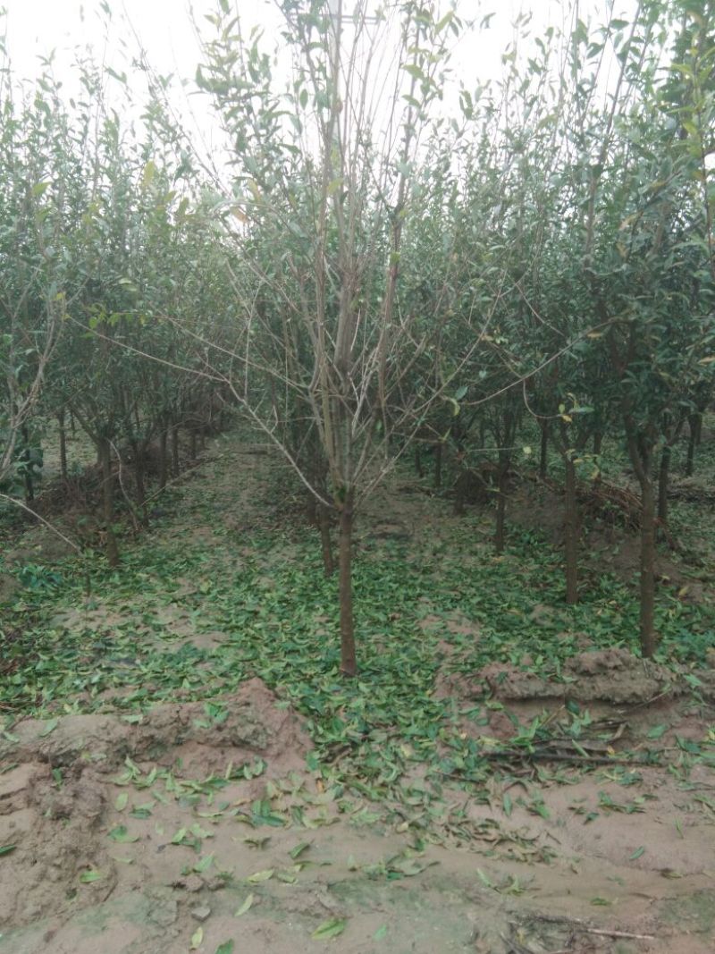 石榴树苗，3公分石榴树，山东石榴树苗基地，泰山红石榴苗