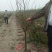 石榴树苗，3公分石榴树，山东石榴树苗基地，泰山红石榴苗