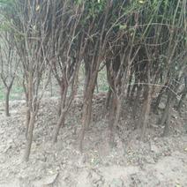 石榴树苗，3公分石榴树，山东石榴树苗基地，泰山红石榴苗