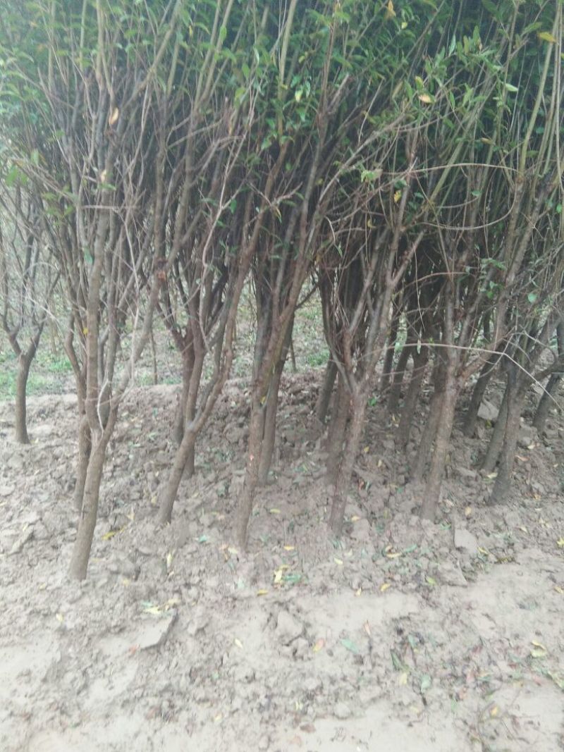 石榴树苗，3公分石榴树，山东石榴树苗基地，泰山红石榴苗