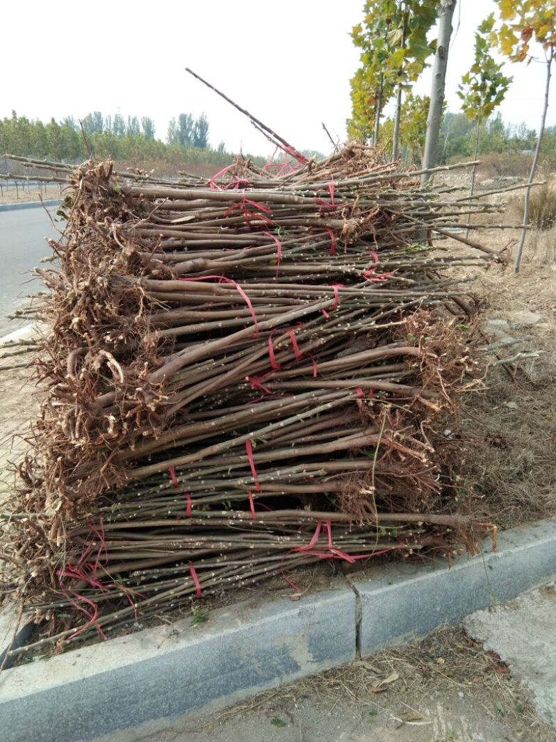 红油香椿苗育苗基地红油6号香椿苗大棚香椿苗矮化红油香椿