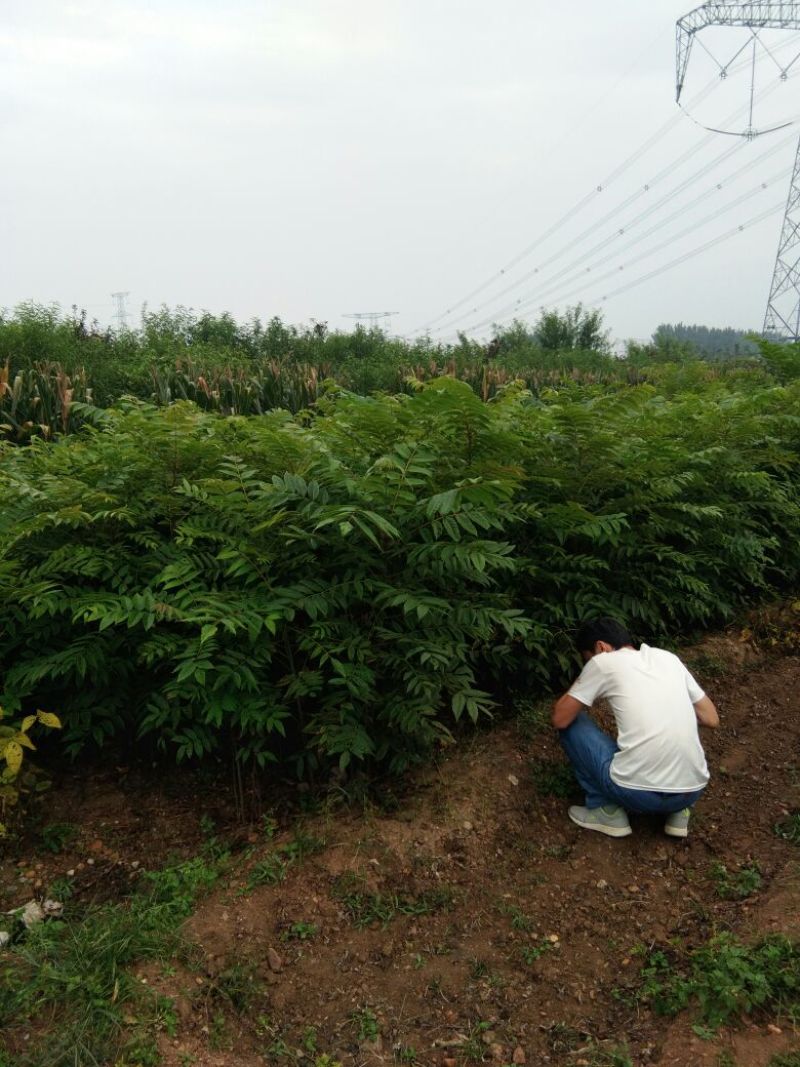 红油香椿苗大棚香椿苗山东红油香椿苗基地