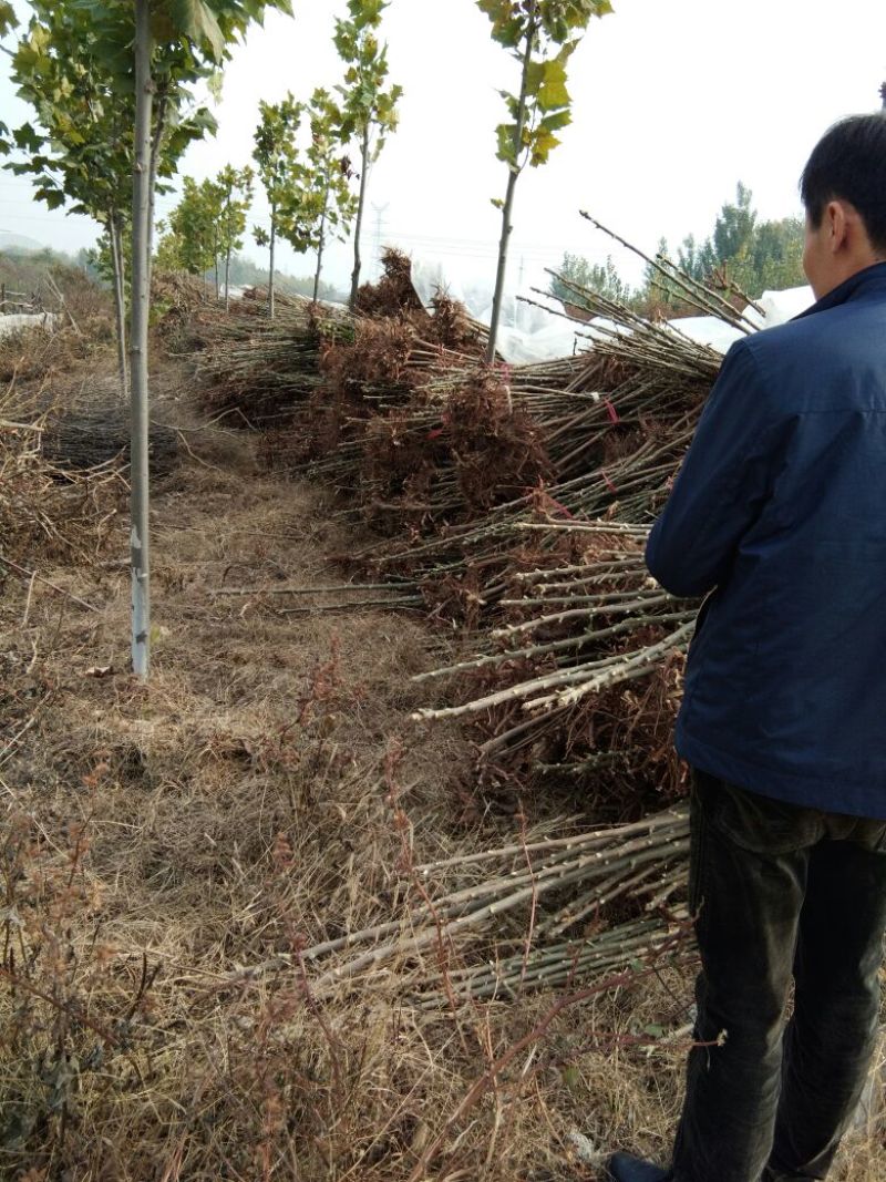 红油香椿苗大棚香椿苗山东红油香椿苗基地