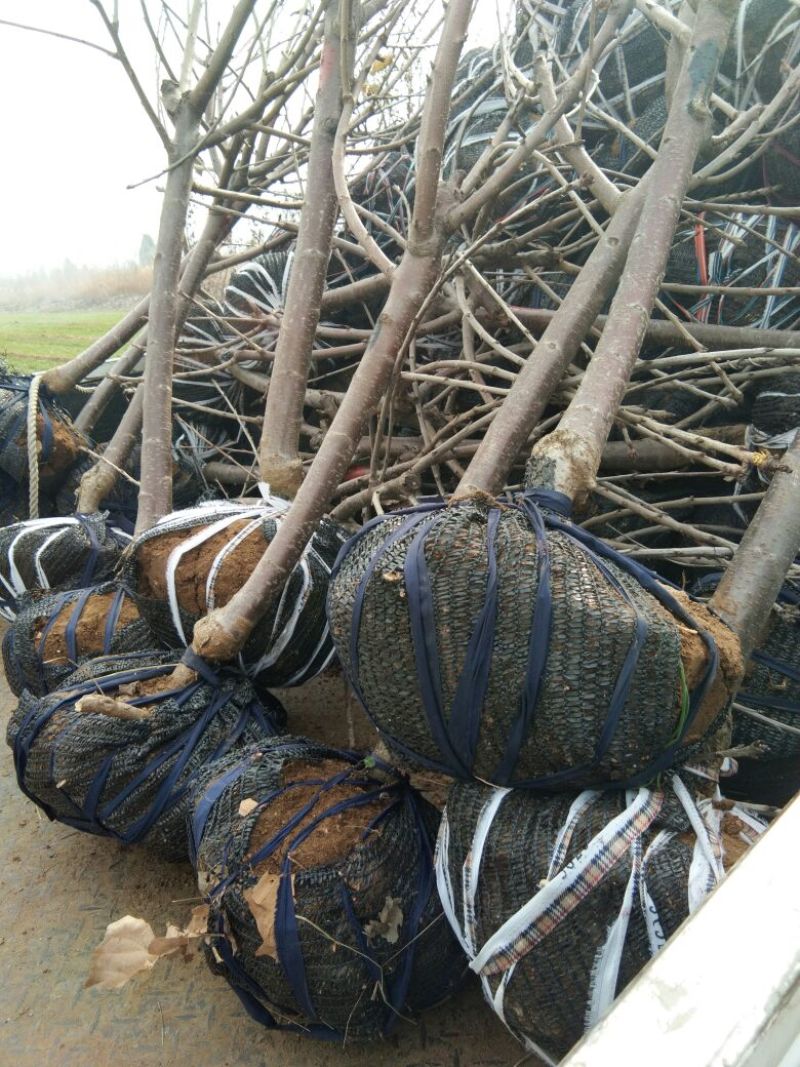 车厘子苗美早樱桃苗山东矮化樱桃苗育苗基地樱桃树苗新品种