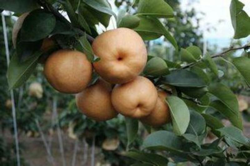 晚秋黄梨树苗，大果2斤以上，均重一斤的大果梨，包成活。