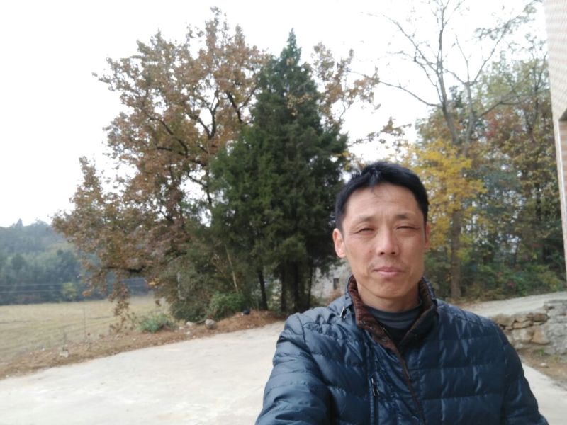 佛指白果