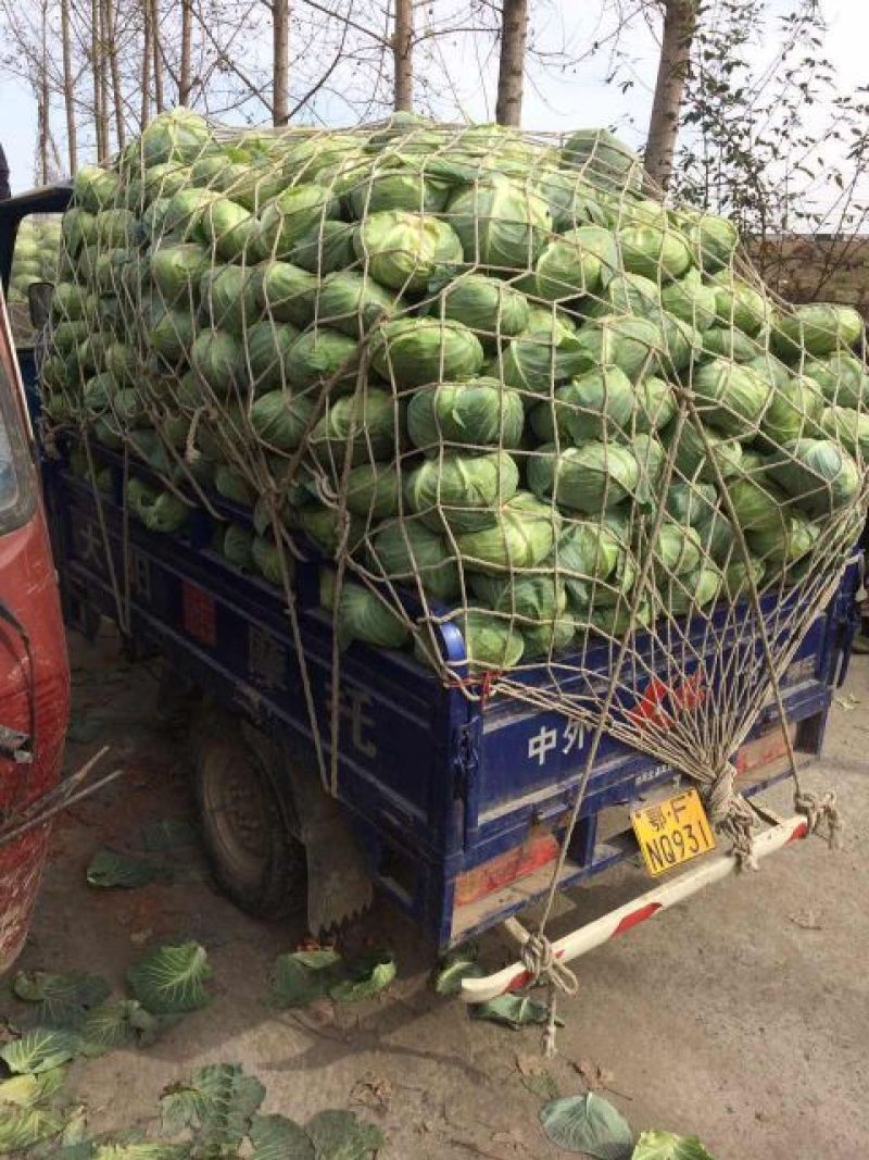 湖北襄阳甘蓝【平苞菜可供超市市场加工𠂆实地考察现摘现