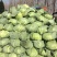 湖北襄阳甘蓝【平苞菜可供超市市场加工𠂆实地考察现摘现