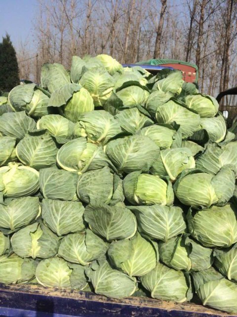 湖北襄阳甘蓝【平苞菜可供超市市场加工𠂆实地考察现摘现