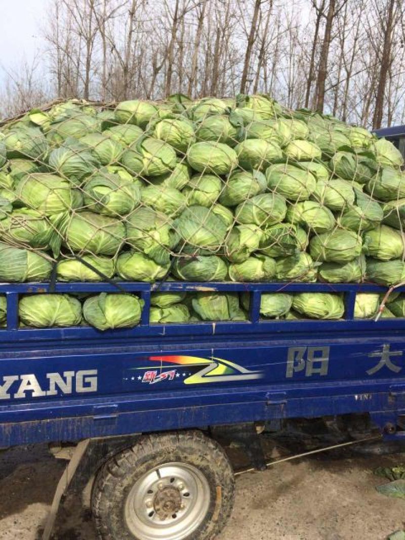 湖北襄阳甘蓝【平苞菜可供超市市场加工𠂆实地考察现摘现