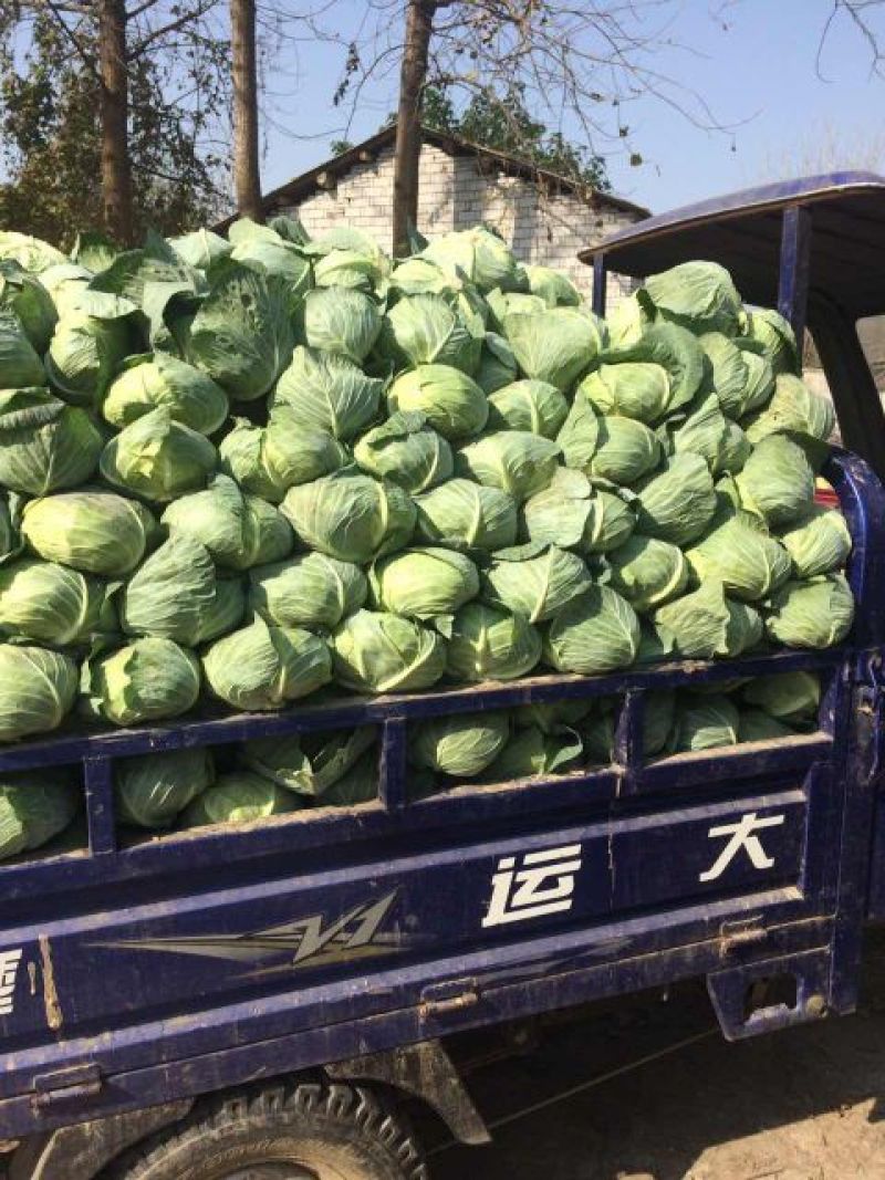 湖北襄阳甘蓝【平苞菜可供超市市场加工𠂆实地考察现摘现