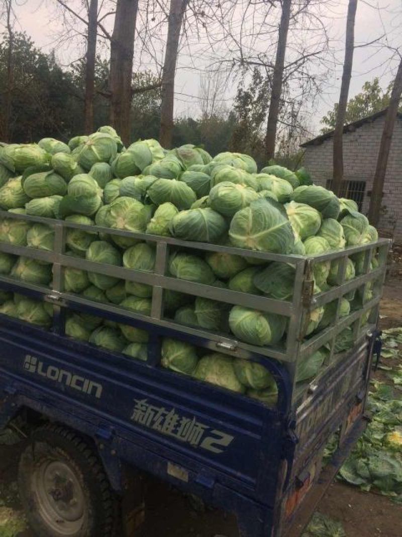 湖北襄阳甘蓝【平苞菜可供超市市场加工𠂆实地考察现摘现