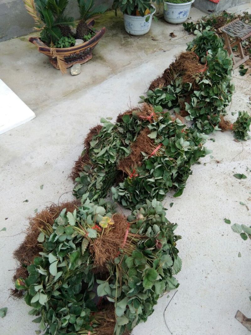 红颜草莓苗，草莓苗基地，草莓苗，比较好管理的草莓苗品种