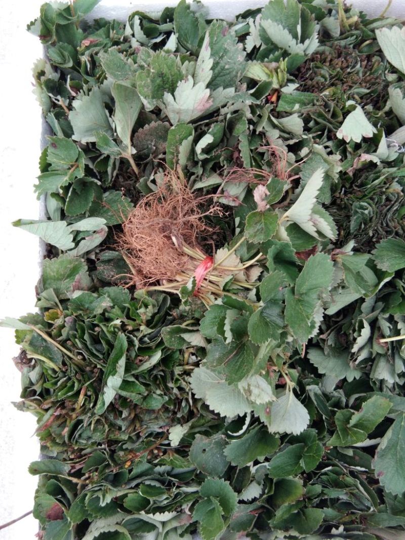 【露天栽植】全明星草莓苗亩产5千斤以上适合露天栽植草莓苗