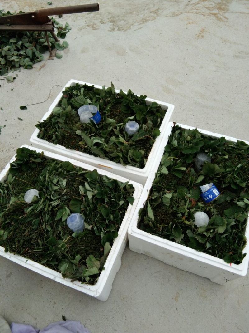 【露天栽植】全明星草莓苗亩产5千斤以上适合露天栽植草莓苗