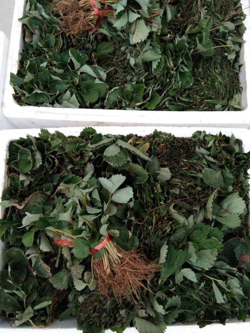 【露天栽植】全明星草莓苗亩产5千斤以上适合露天栽植草莓苗