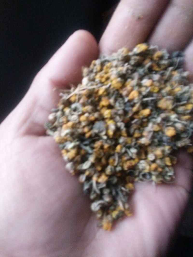 野菊花纯颗粒，通货都有