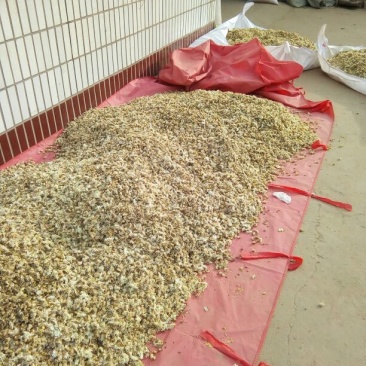 药用菊花散装
