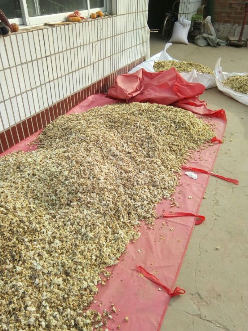 药用菊花散装