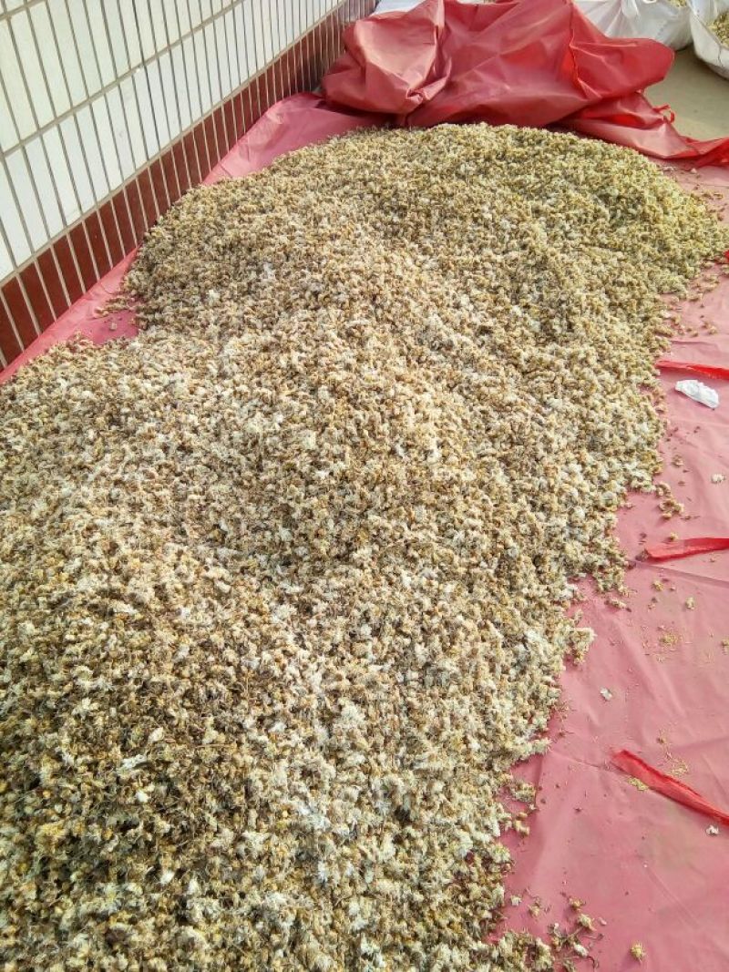 药用菊花散装