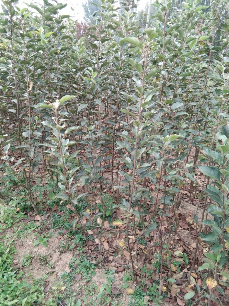 红肉苹果树苗瑞士红肉苹果苗119~06包邮