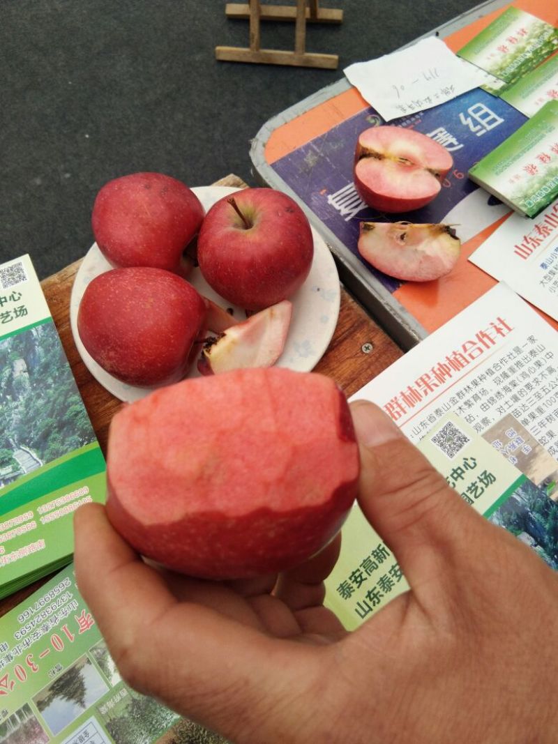 红肉苹果苗119-062年红肉苹果苗苹果新品种红肉苹果