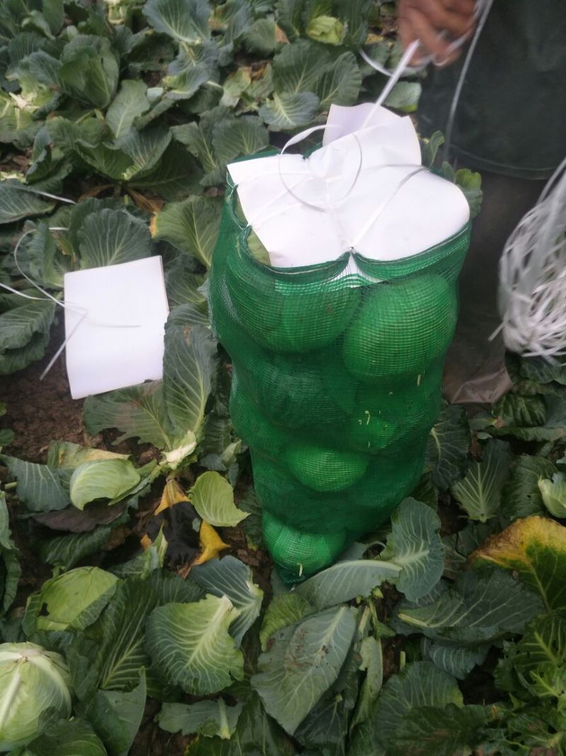 湖北大量供应优质扁包菜，适合市场，加工厂，出口，超市全国