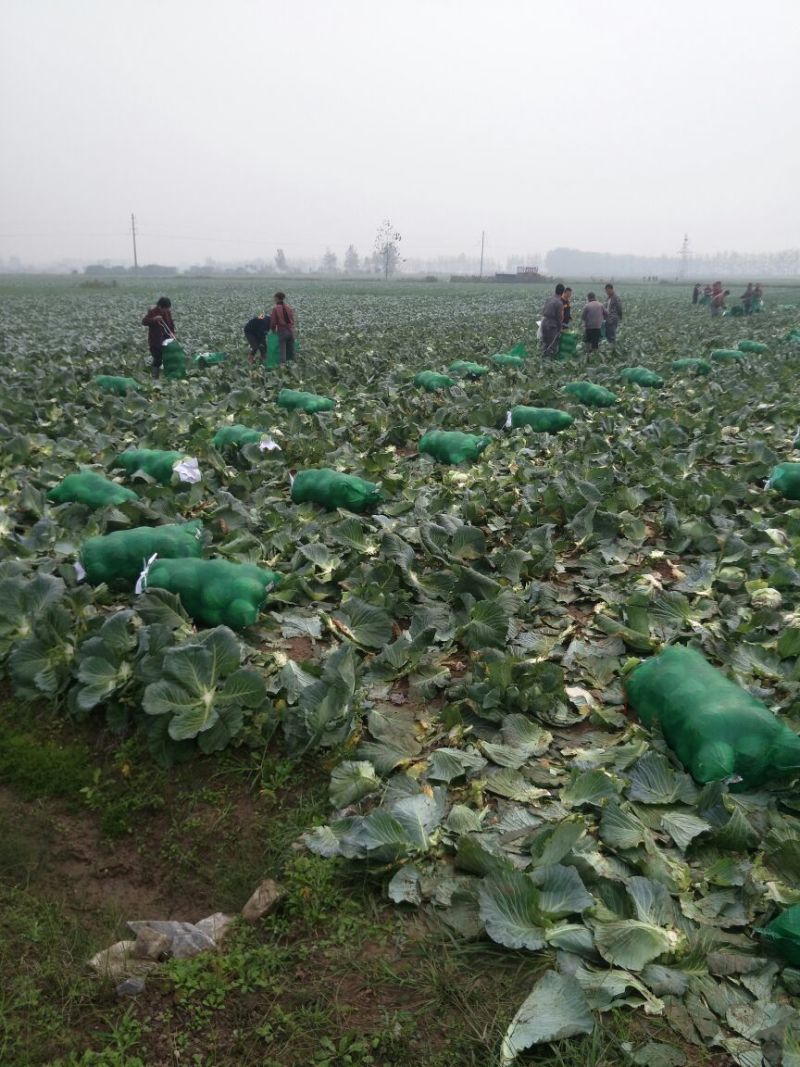 湖北大量供应优质扁包菜，适合市场，加工厂，出口，超市全国
