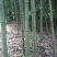 竹子5~6m